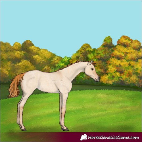 Horse Color:Red Dun Roan 