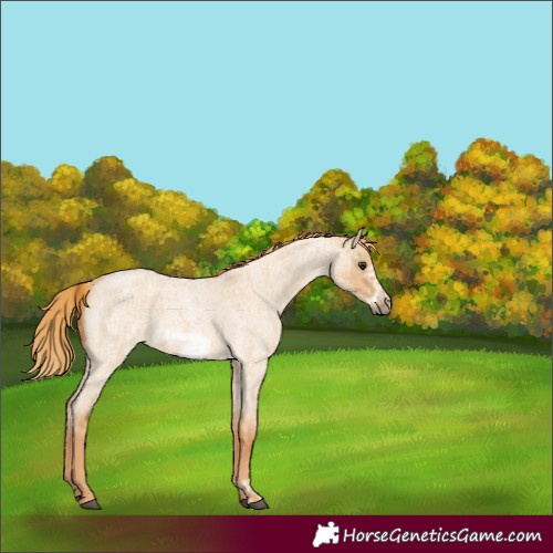 Horse Color:Red Dun Roan  and Red Dun Roan Frame 