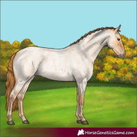 Horse Color:Red Dun Roan