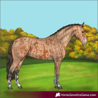 Horse Color:Bay  and Amber Champagne 
