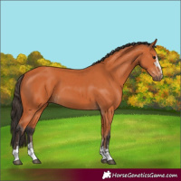 Horse Color:Bay and Bay