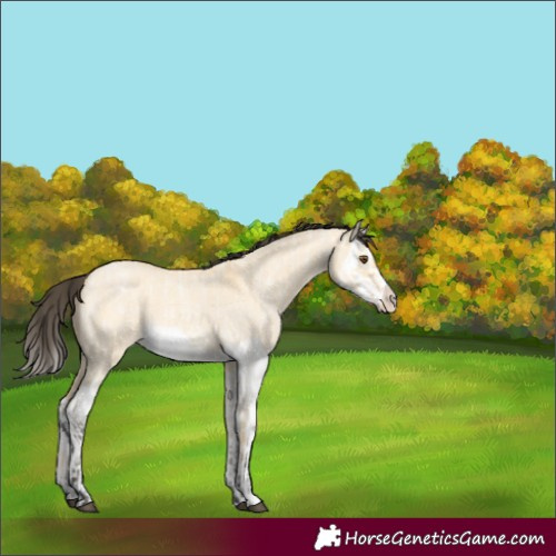 Horse Color:Buckskin Roan Dun Splash  and Buckskin Roan Dun Splash 