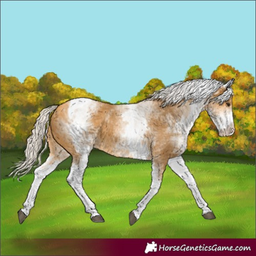 Horse Color:White Spotted Silver Buckskin Tobiano 