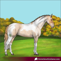 Horse Color:Red Roan Tobiano and Gold Champagne Roan Tobiano