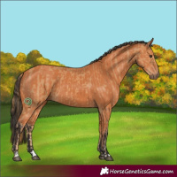 Horse Color:Chestnut  and Bay 
