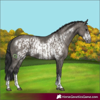 Horse Color:Grullo  and Grullo Frame 