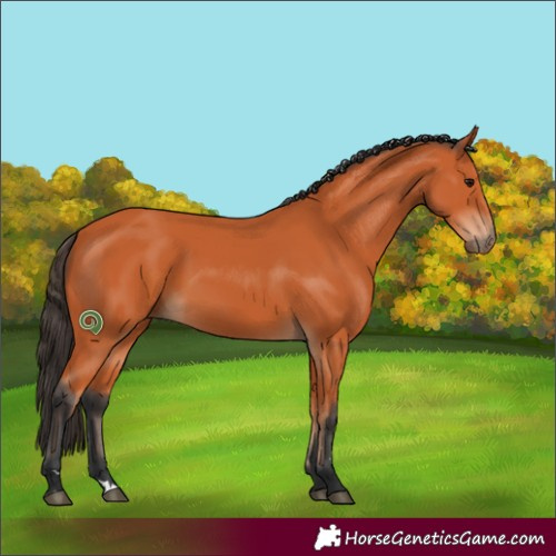 Horse Color:Bay 