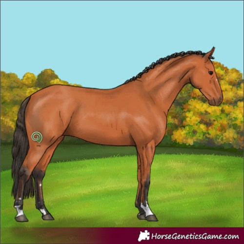 Horse Color:Bay  and Bay 