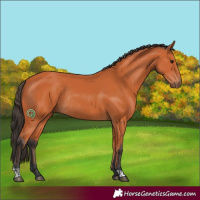 Horse Color:Bay  and Bay Rabicano 