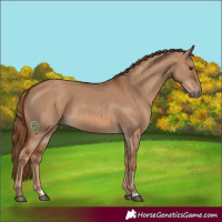 Horse Color:Red Dun and Red Dun