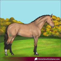 Horse Color:Bay Dun  and Bay Dun 