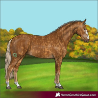 Horse Color:Palomino and Gray Palomino