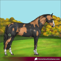 Horse Color:Chestnut and Black