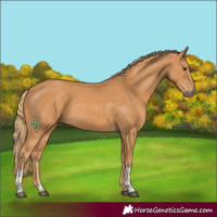 Horse Color:Chestnut  and Chestnut 
