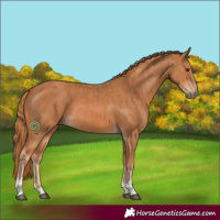 Horse Color:Chestnut  and Chestnut 