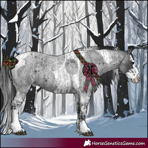 Horse Color:Blue Roan Tobiano and Blue Roan Splash Tobiano