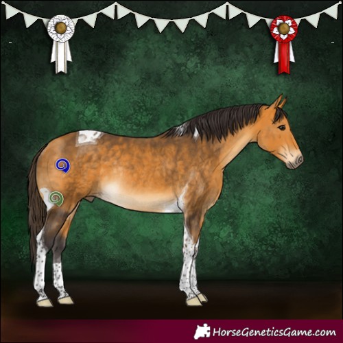 Horse Color:Buckskin Tobiano Rabicano