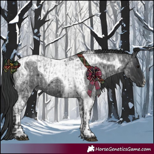 Horse Color:Blue Roan and Blue Roan Tobiano