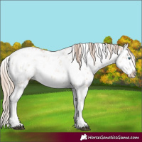 Horse Color:White Spotted Chestnut Pearl Sabino Rabicano
