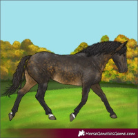 Horse Color:Buckskin 