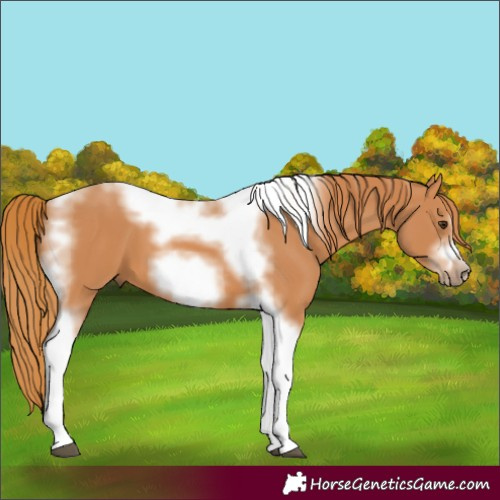 Horse Color:Chestnut Tobiano Frame 