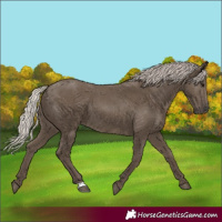 Horse Color:Silver Black 