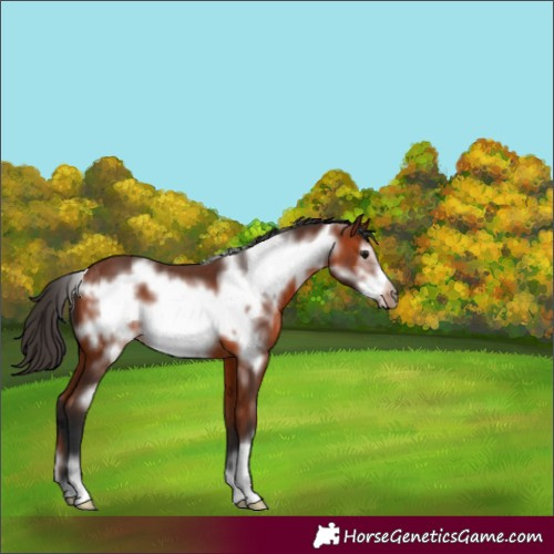 Horse Color:Bay Frame 