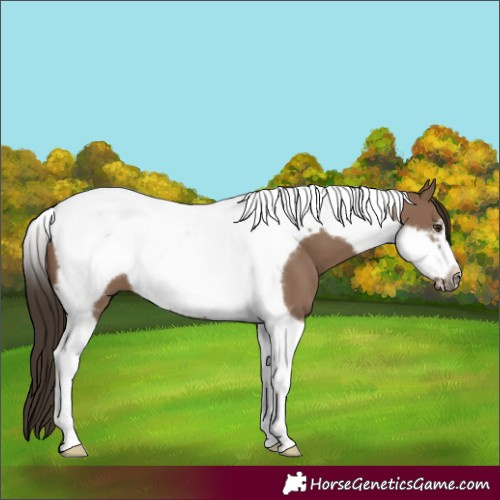 Horse Color:Liver Red Dun Tobiano Frame 