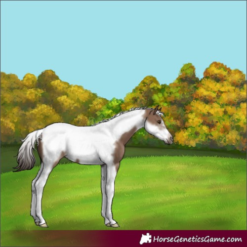 Horse Color:Liver Red Dun Tobiano Frame 