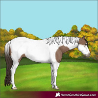 Horse Color:Liver Red Dun Tobiano Frame