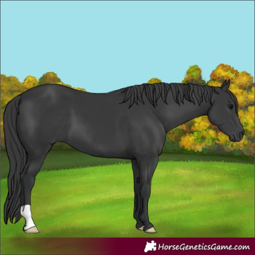 Horse Color:Black 