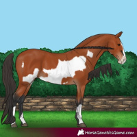 Horse Color:Bay  and Bay Frame 