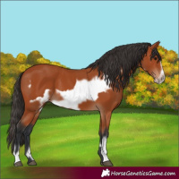 Horse Color:Bay  and Bay Frame 