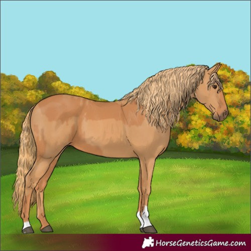 Horse Color:Chestnut and Chestnut