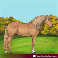 Horse Color:Chestnut  and Chestnut 