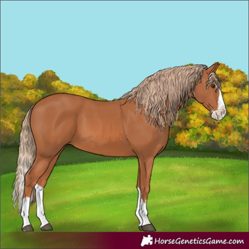 Horse Color:Chestnut Splash 