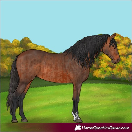 Horse Color:Bay and Bay