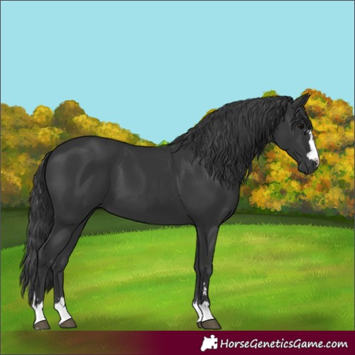 Horse Color:Black 