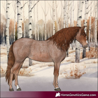 Horse Color:Red Roan 