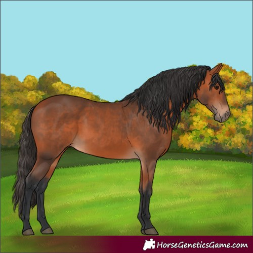 Horse Color:Bay 