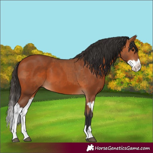Horse Color:Bay and Bay Splash