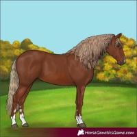 Horse Color:Chestnut 