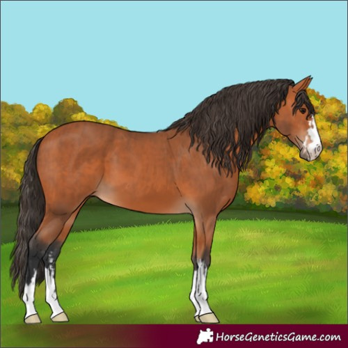 Horse Color:Bay  and Bay 