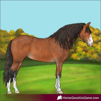 Horse Color:Bay  and Bay 
