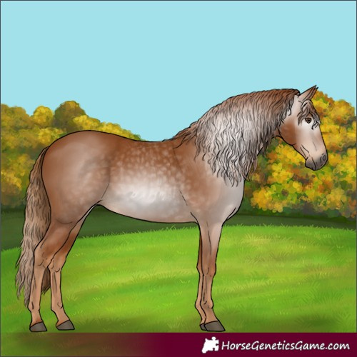 Horse Color:Gray Chestnut 