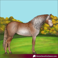 Horse Color:Gray Chestnut 