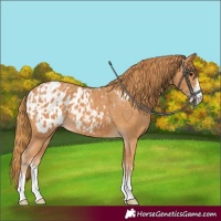 Horse Color:Chestnut  and Chestnut Appaloosa 
