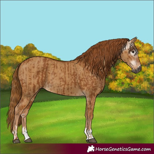 Horse Color:Gray Chestnut  and Gray Red Dun 