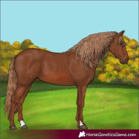 Horse Color:Chestnut 