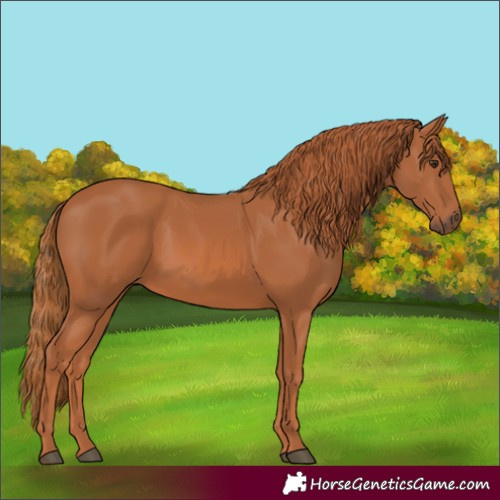 Horse Color:Chestnut  and Chestnut Rabicano 